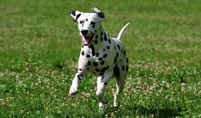 animal Dalmatian Images