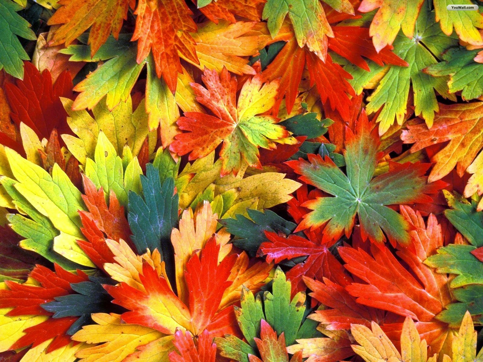 awesome natural Colourful Leaves Wallpaper