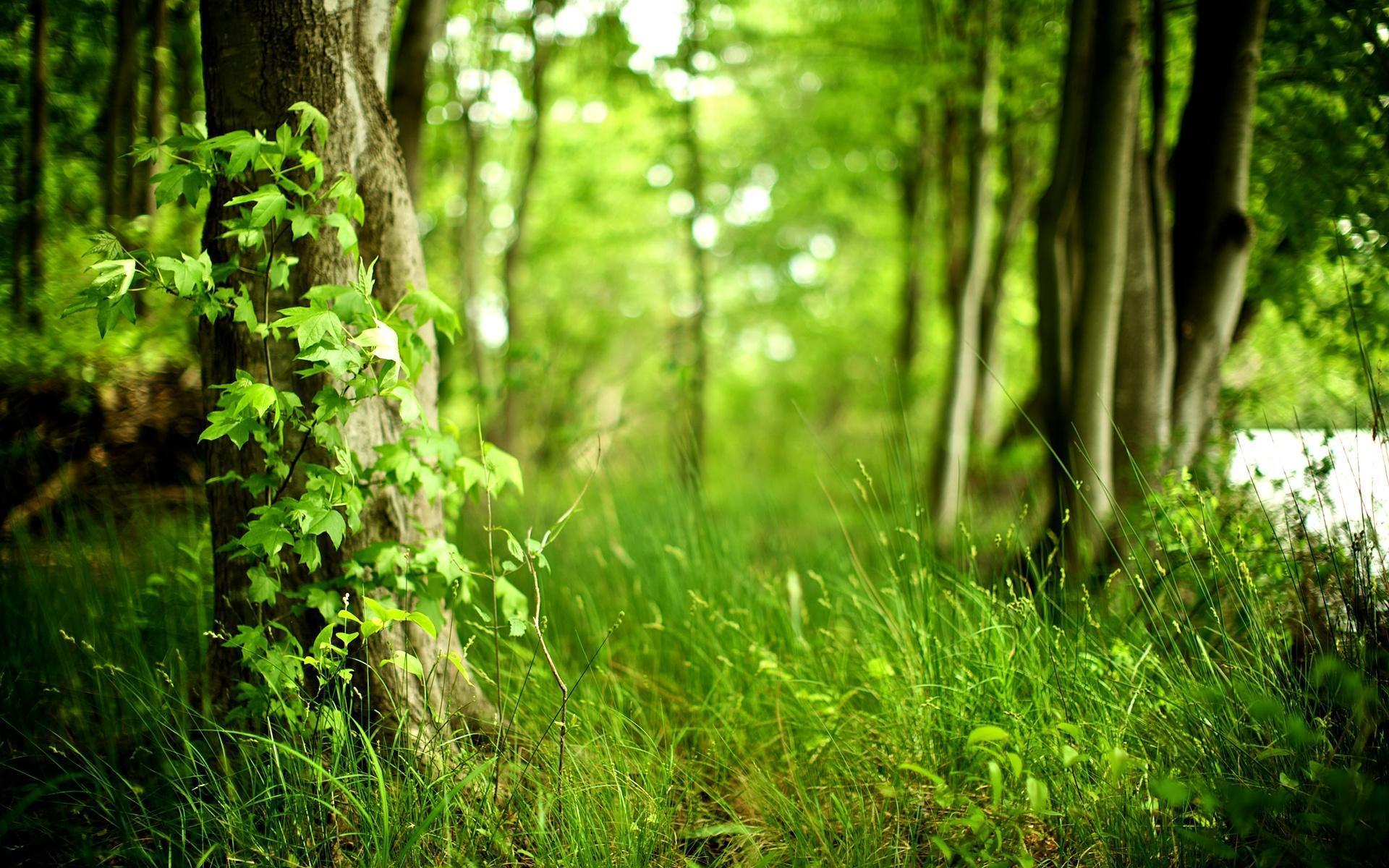 awesome natural HD Forest Wallpaper
