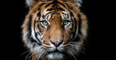 awesome natural HD Tiger Images