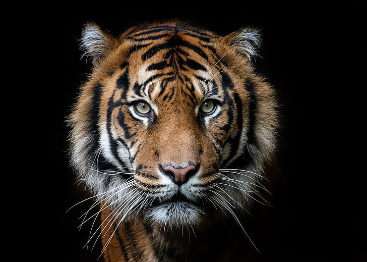 awesome natural HD Tiger Images