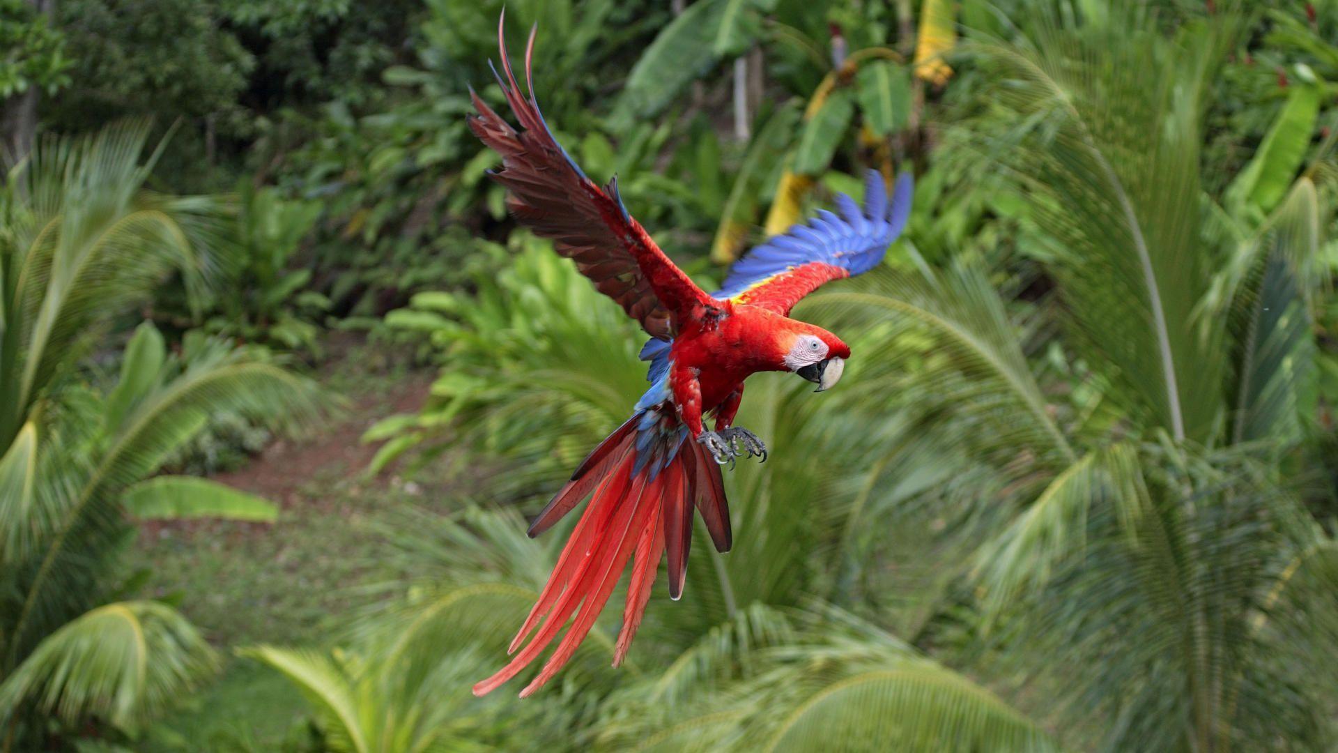 awesome natural Macaw Wallpaper