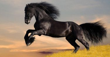 beautiful Black Horse Wallpaper