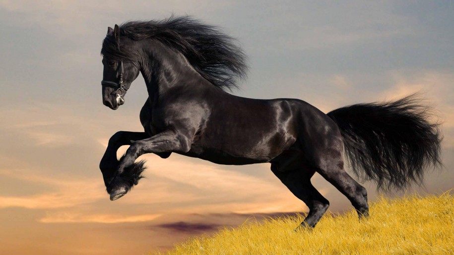 beautiful Black Horse Wallpaper