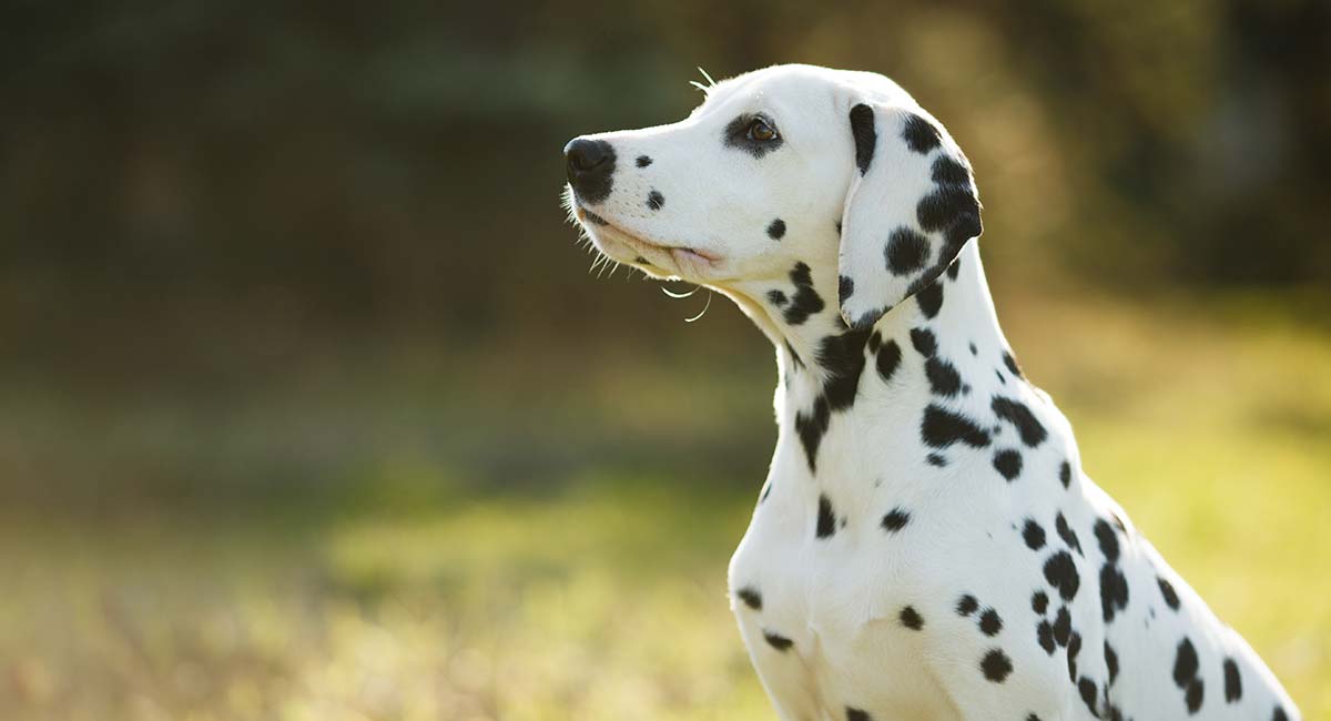 beautiful Dalmatian Images