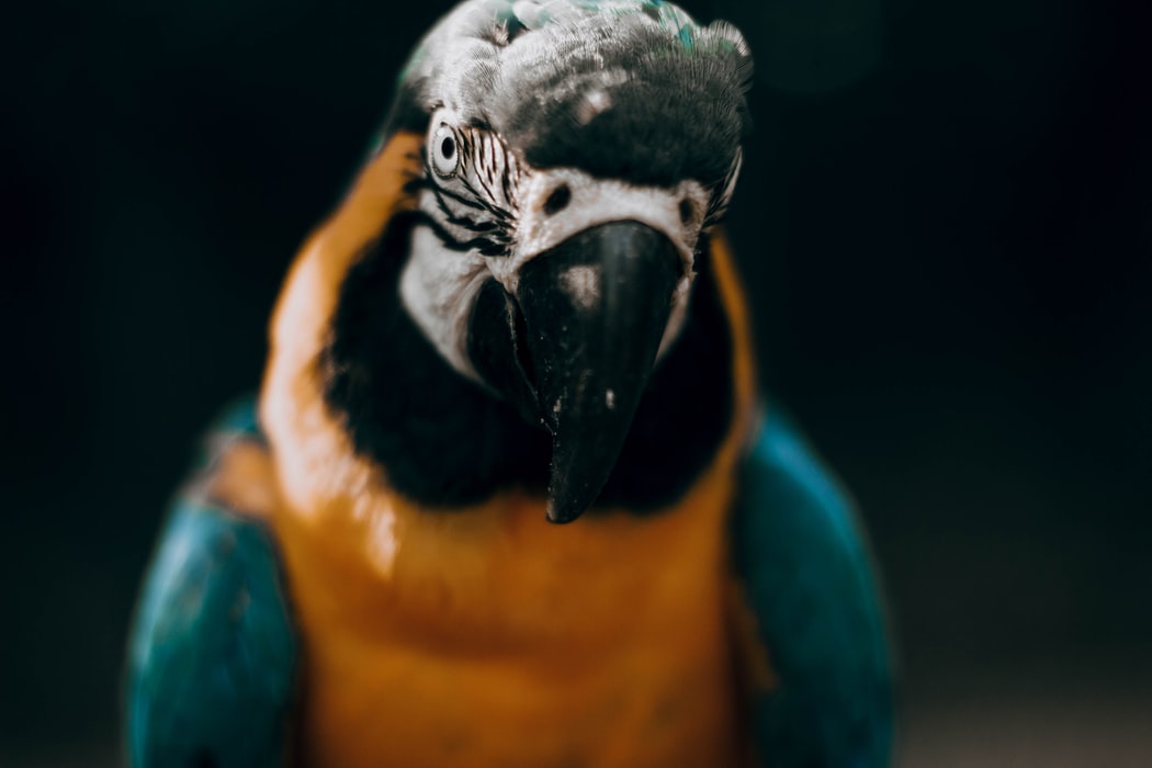 beautiful Macaw Wallpaper