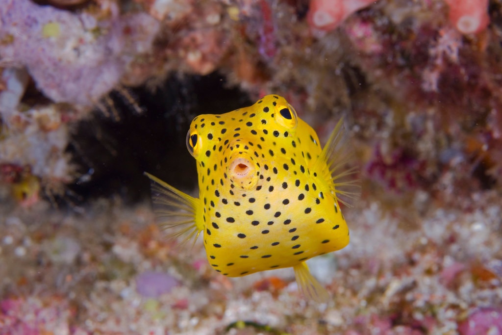best natural Boxfish Images