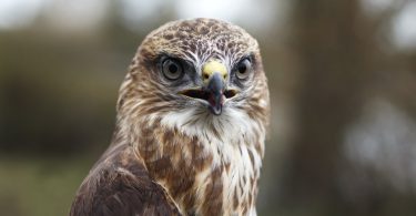big eyes Owl Wallpaper