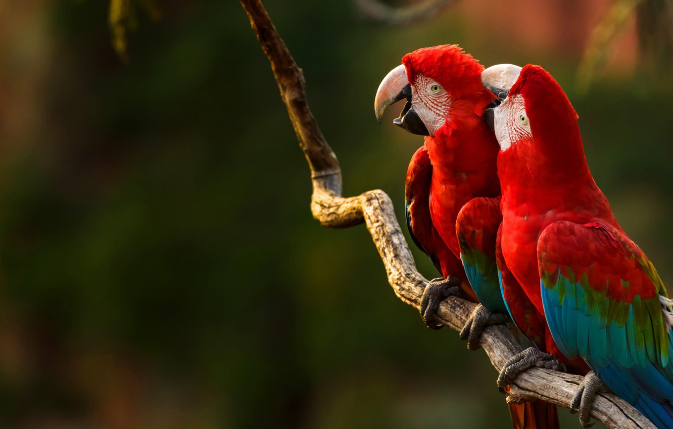 colorful parrot Macaw Wallpaper