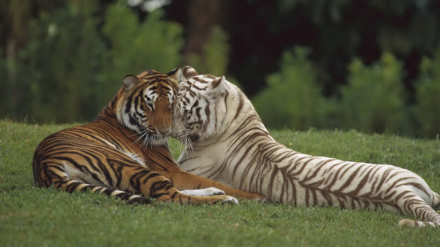 cute HD Tiger Images