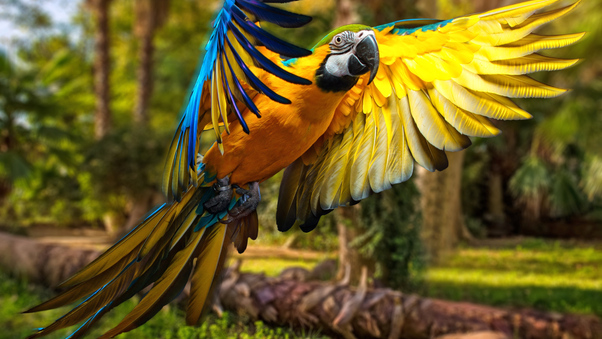 flying Macaw Wallpaper for desktop