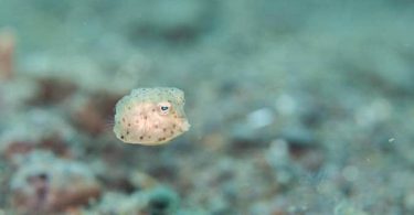 free natural Boxfish Images