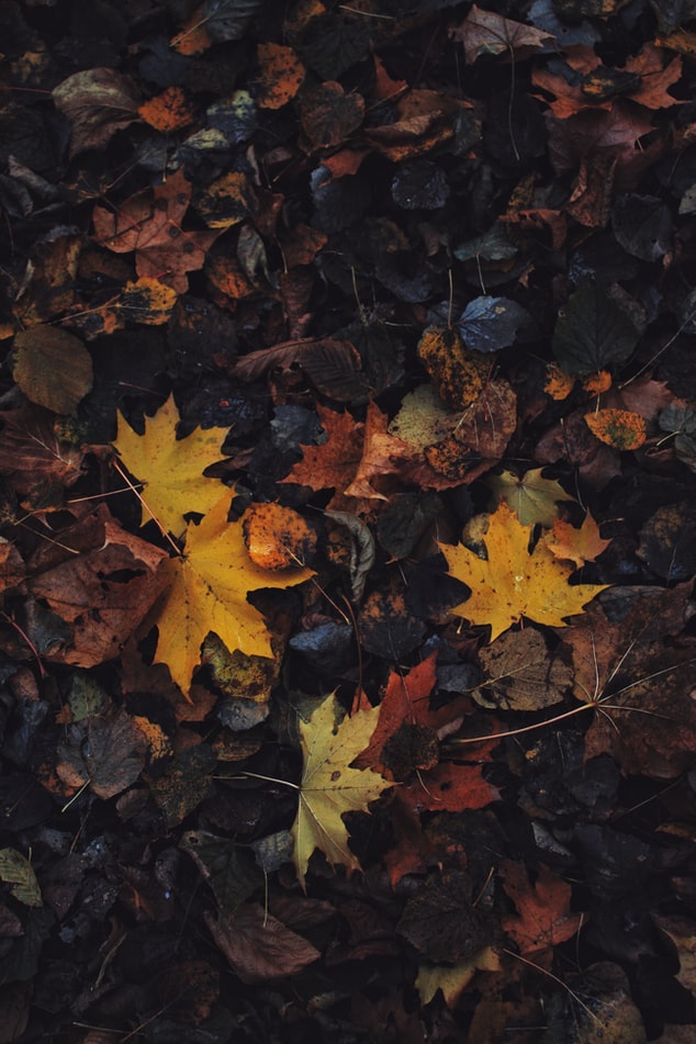 high quality Colourful Leaves Wallpaper