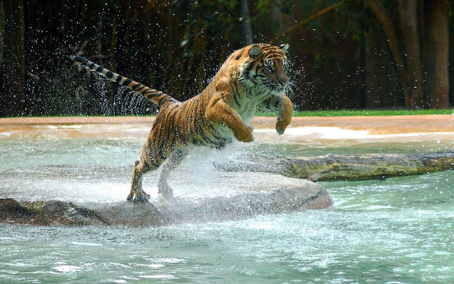 jumping tiger in the water image