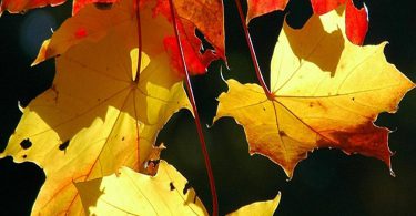 most popular Colourful Leaves Wallpaper