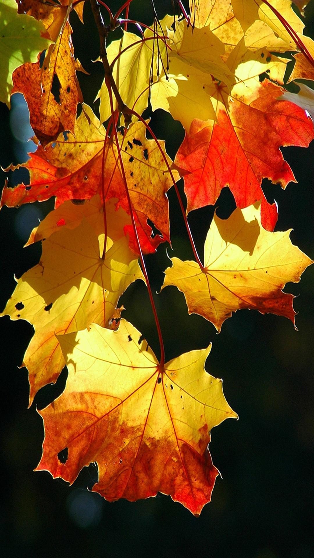 most popular Colourful Leaves Wallpaper