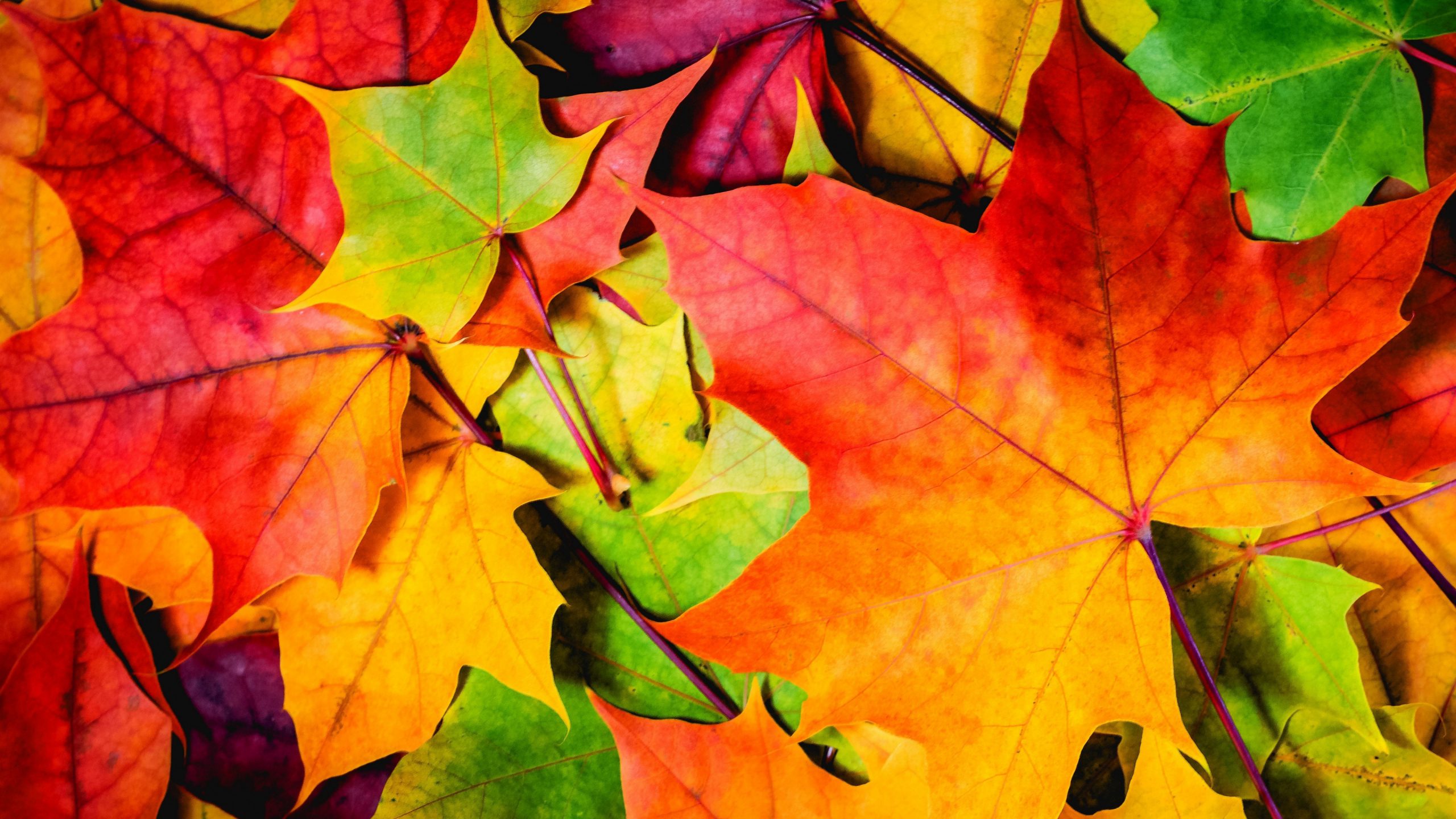 natural best Colourful Leaves Wallpaper