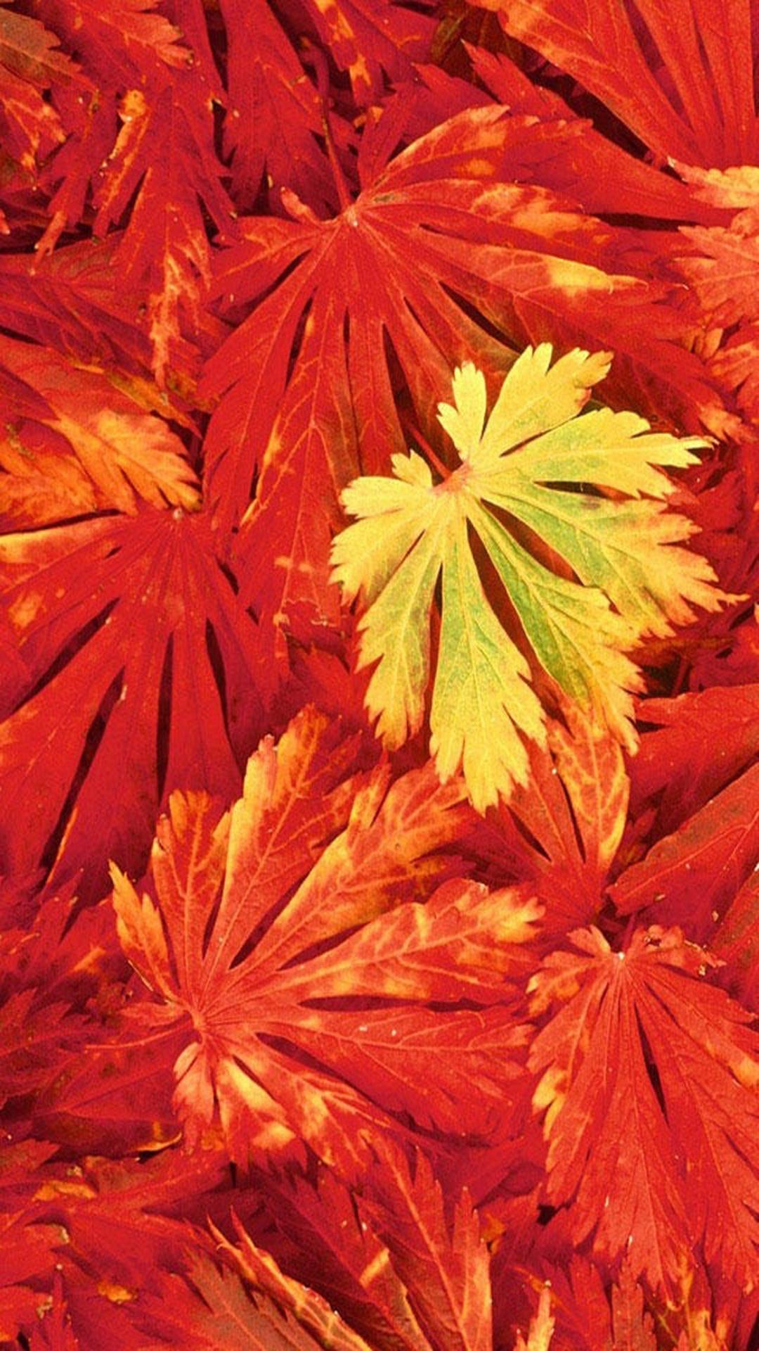 red Colourful Leaves Wallpaper