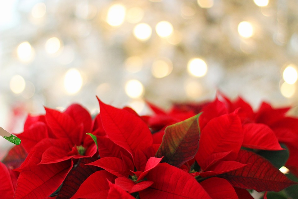 red roses Christmas Backgrounds