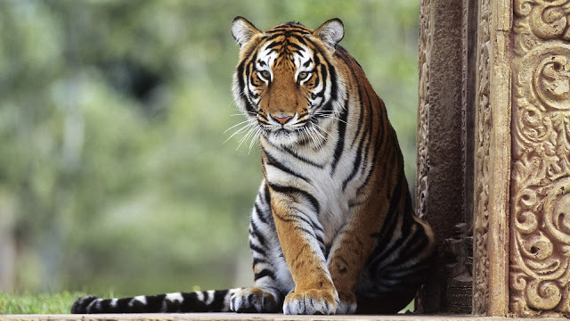 sitting HD Tiger Images