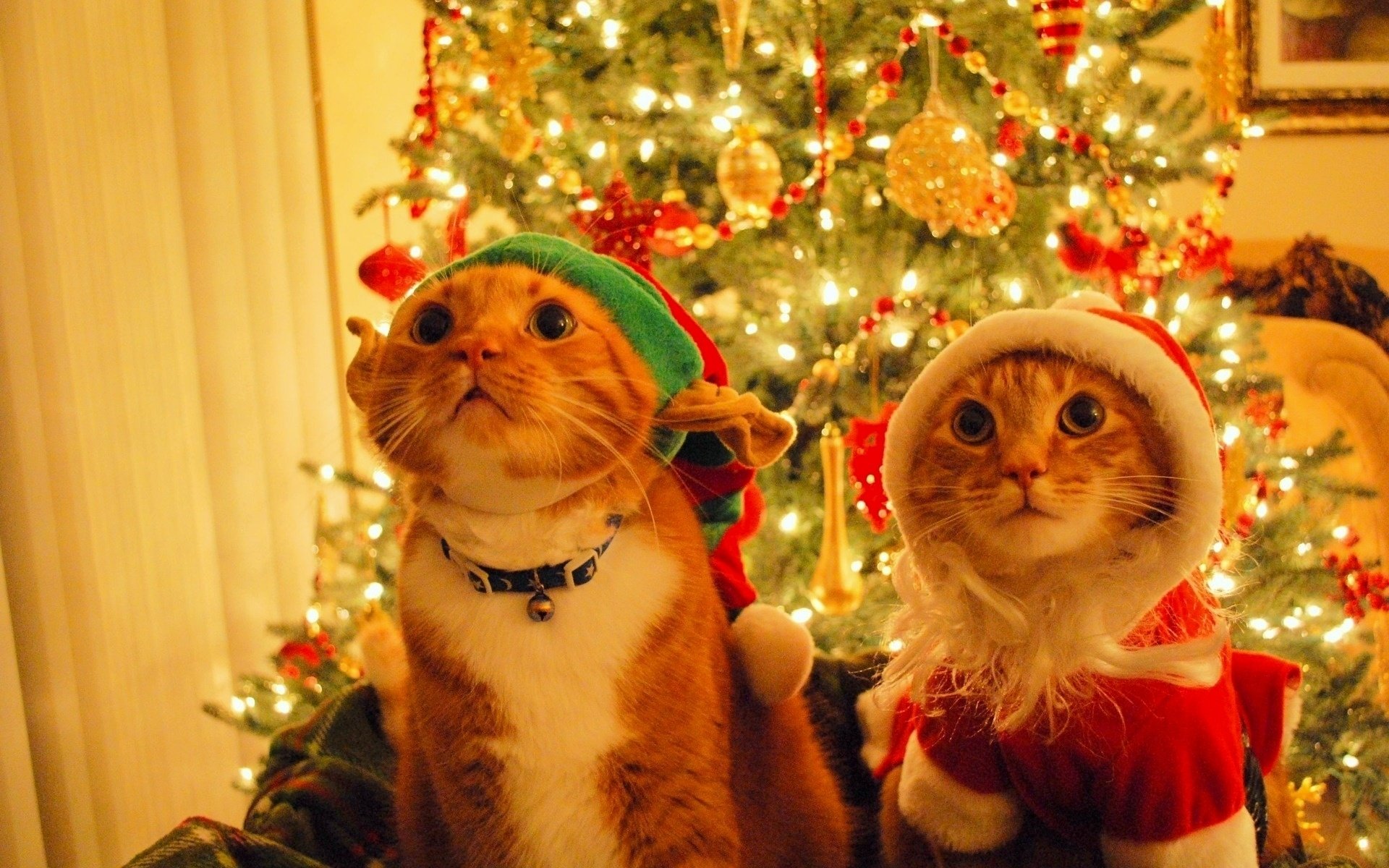 so cute kitten Christmas Backgrounds