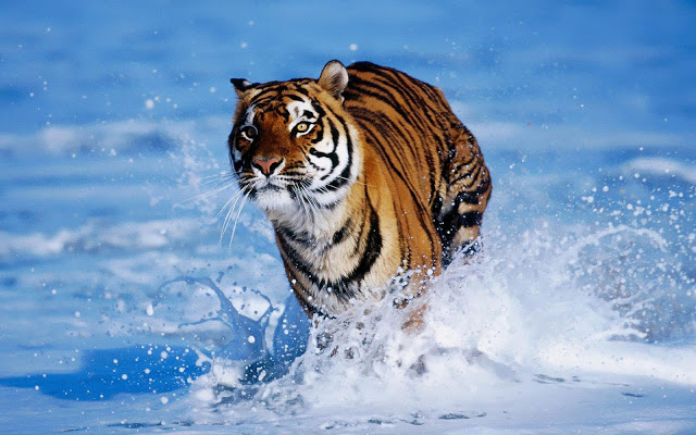 tiger running through the water