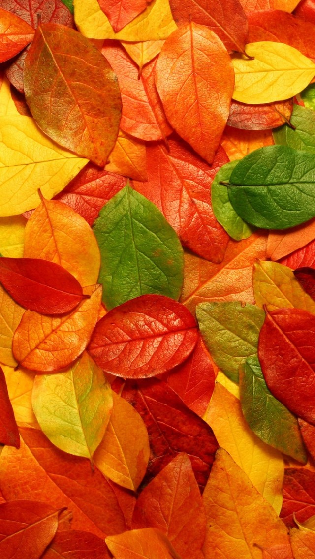 top nature Colourful Leaves Wallpaper