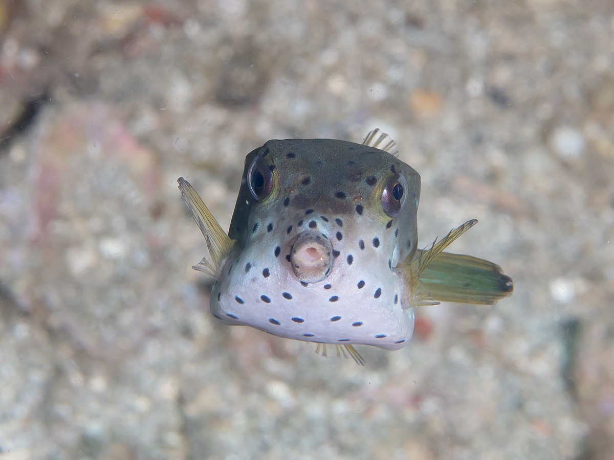 widescreen Boxfish Images