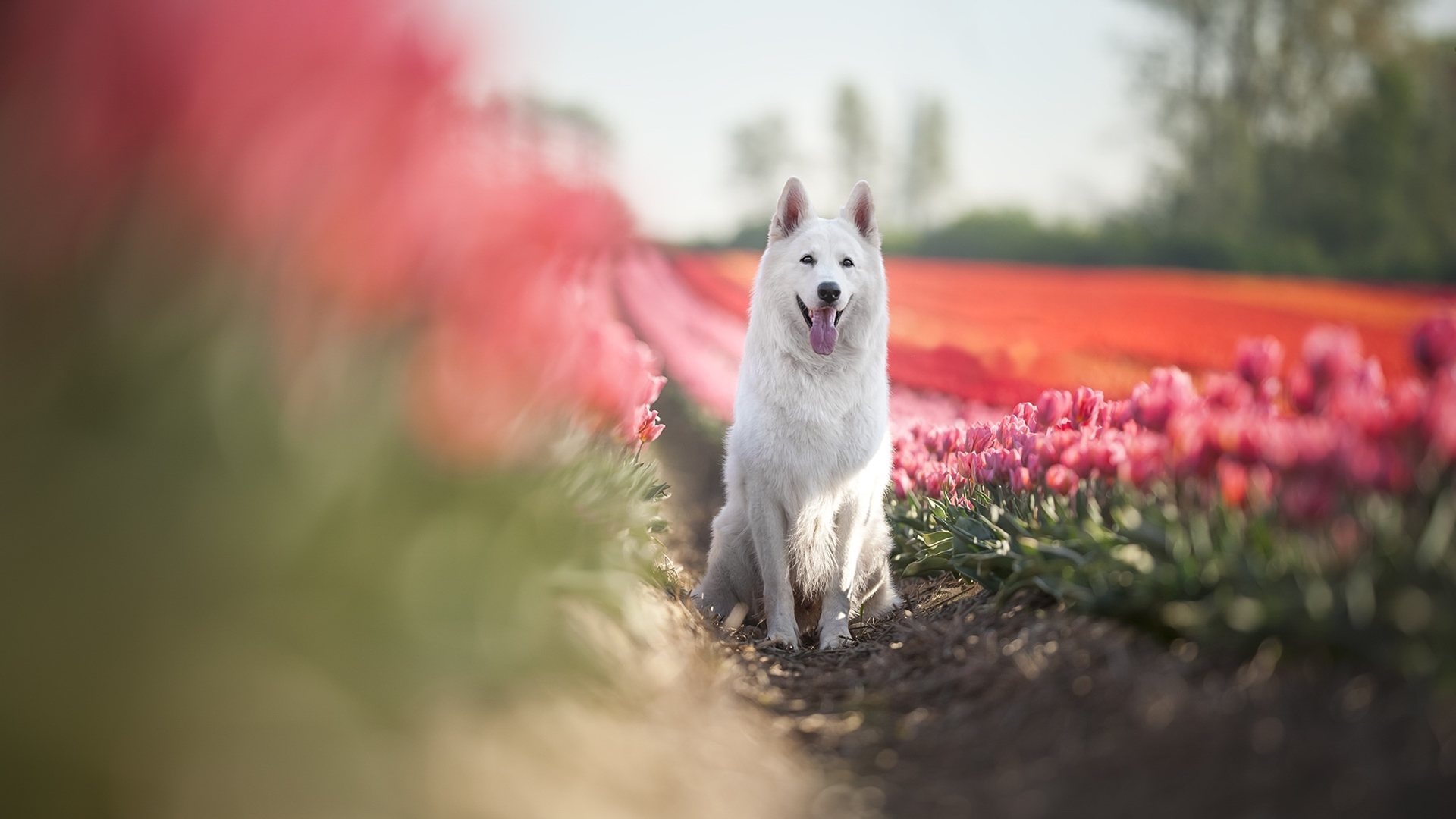 awesome Berger Blanc Suisse Wallpaper