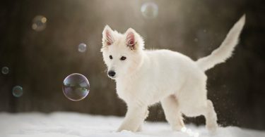 beautiful view Berger Blanc Suisse Wallpaper