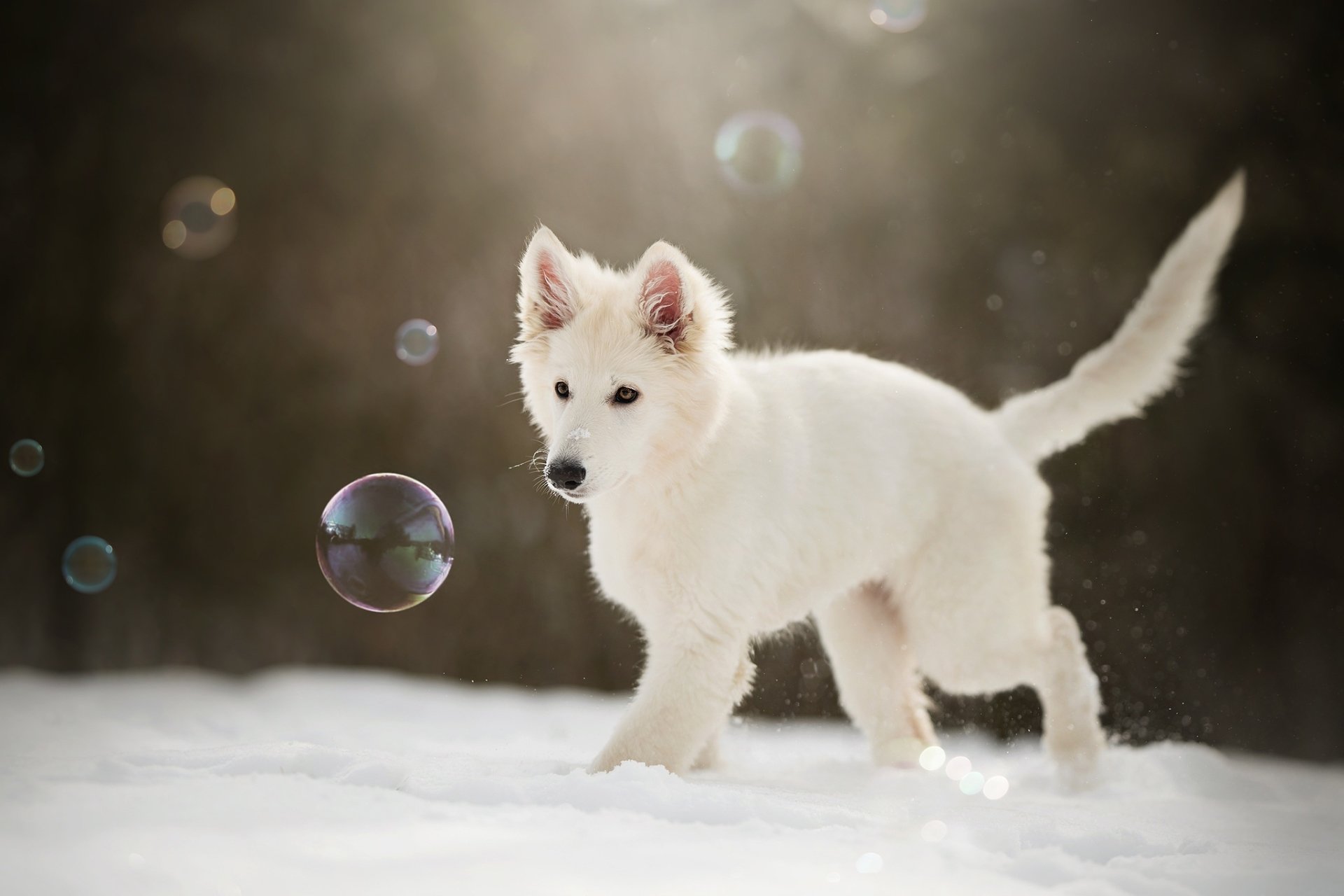 beautiful view Berger Blanc Suisse Wallpaper