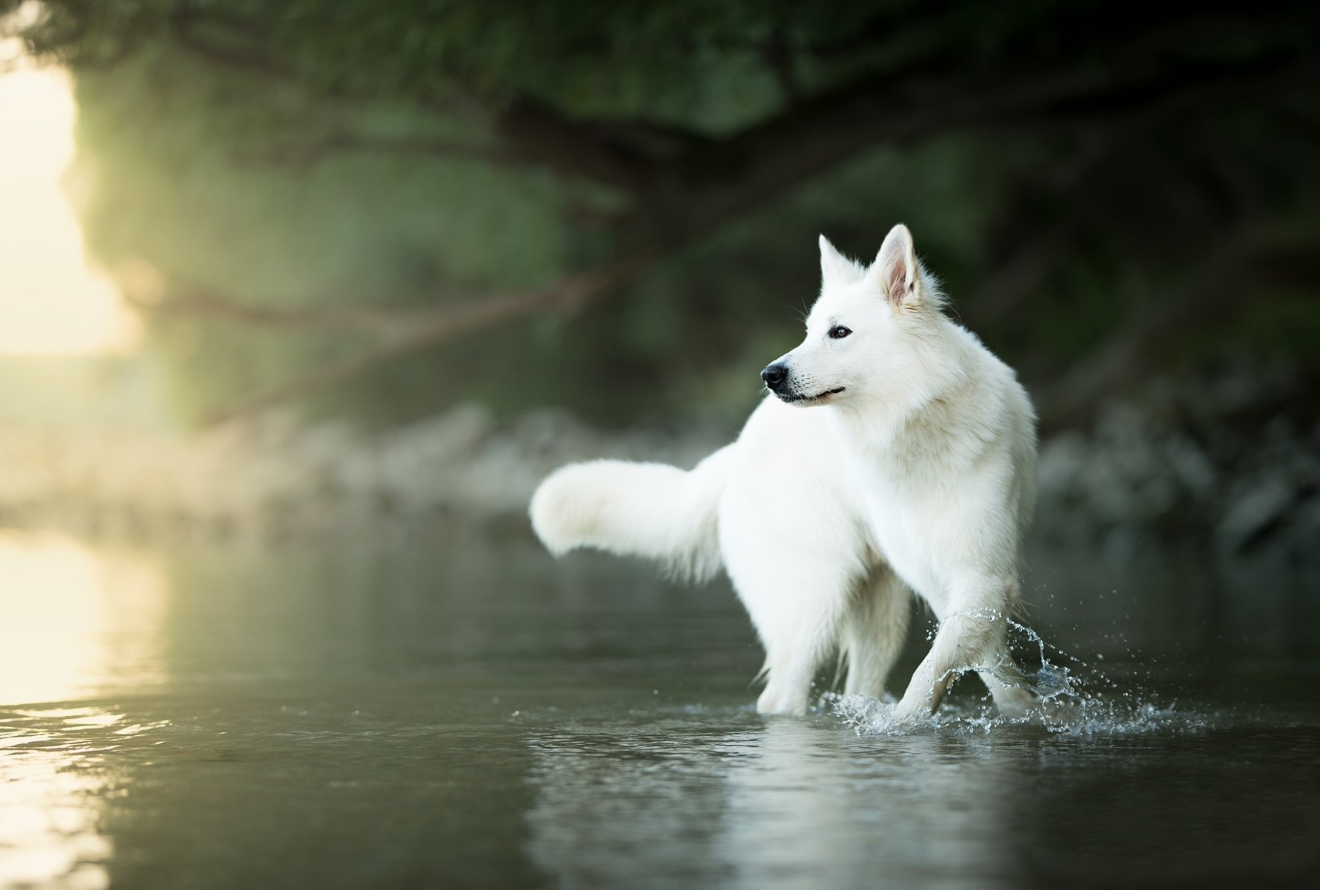 best collection of Berger Blanc Suisse Wallpaper