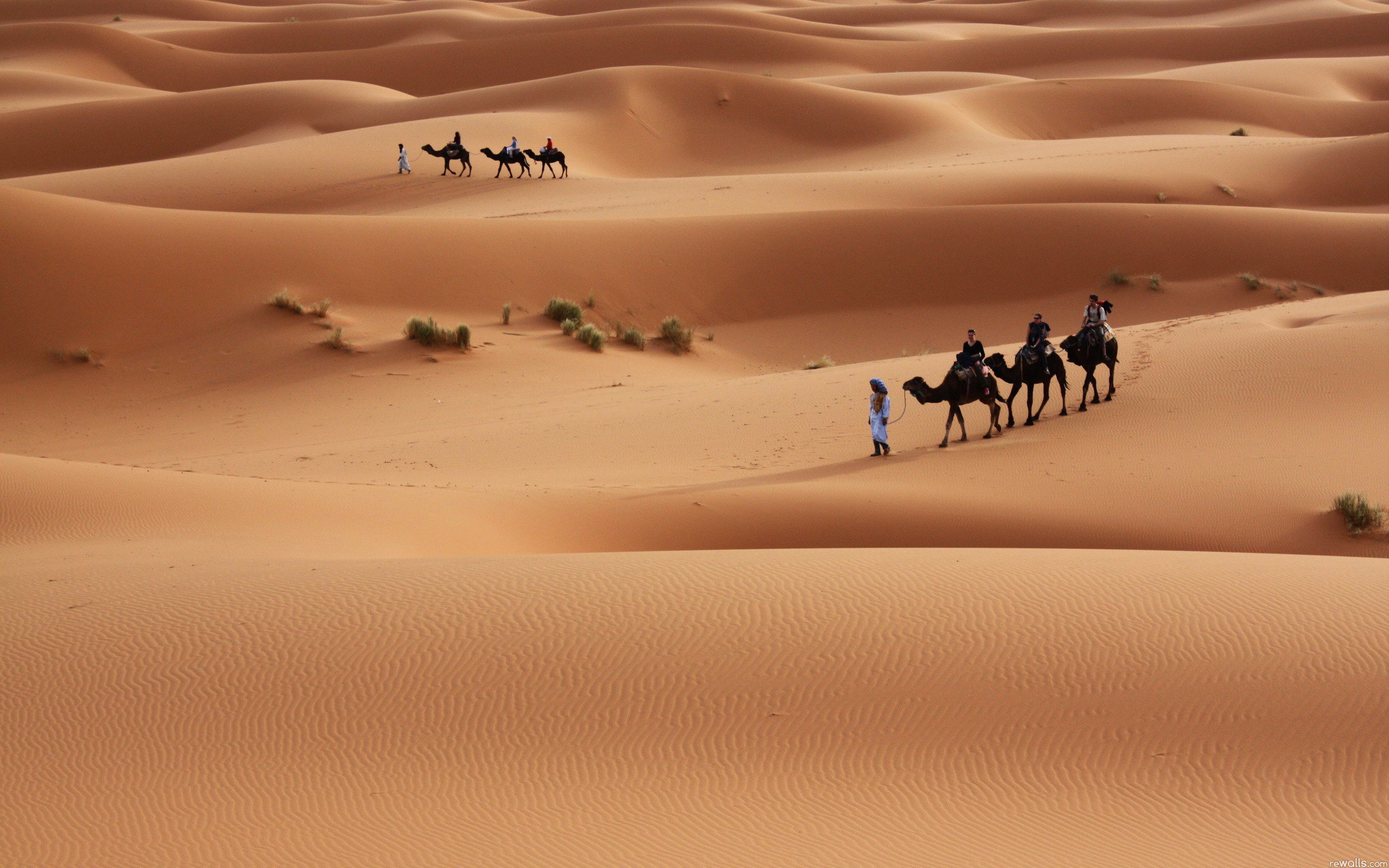 camel natural HD Desert Wallpaper