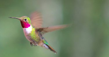 colorful Hummingbird Images