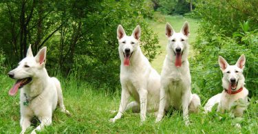 super Berger Blanc Suisse Wallpaper