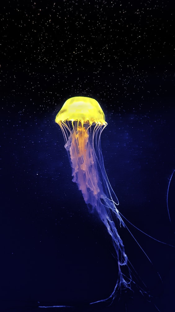 Animal Jellyfish Wallpaper