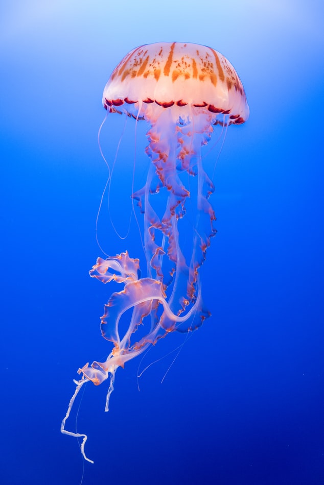 Best Jellyfish Wallpaper