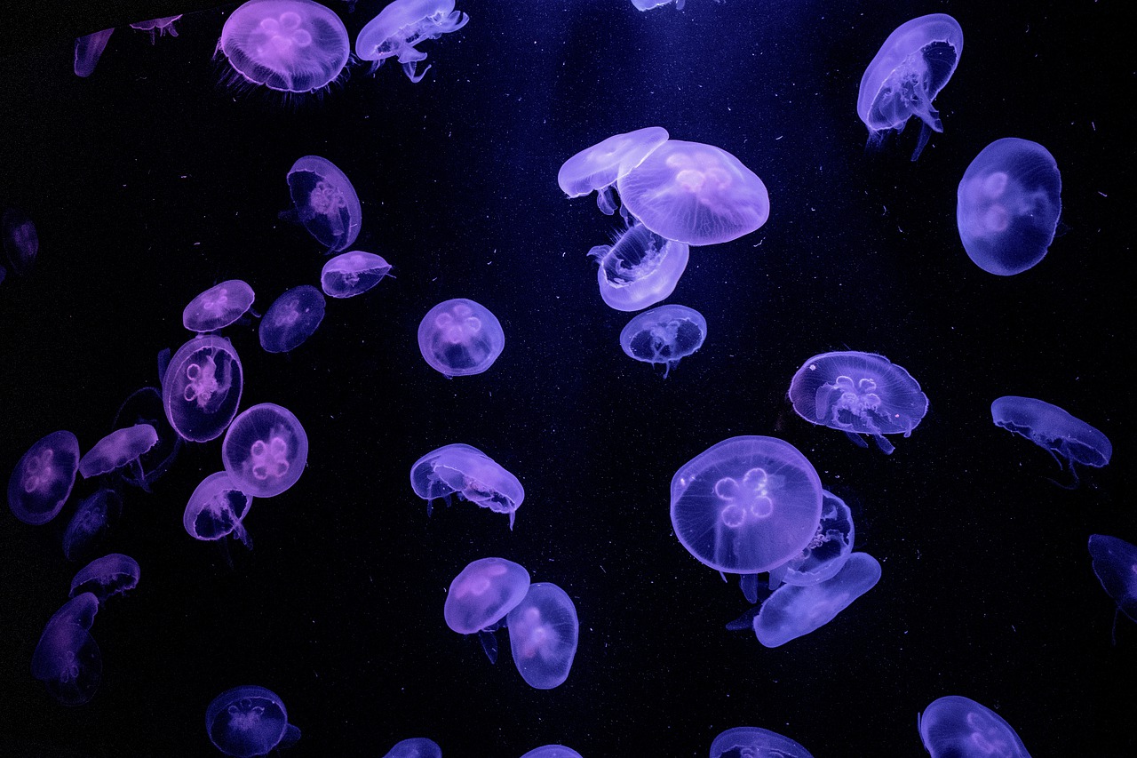 Nice Jellyfish Wallpaper