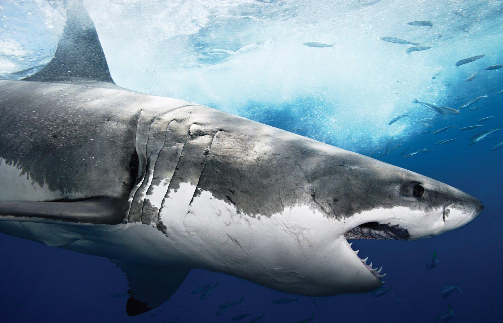 animal HD Shark Wallpaper
