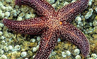 awesome Sea Star Images