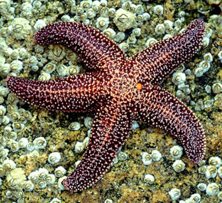 awesome Sea Star Images