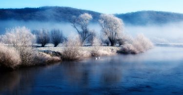 lake with white tree image