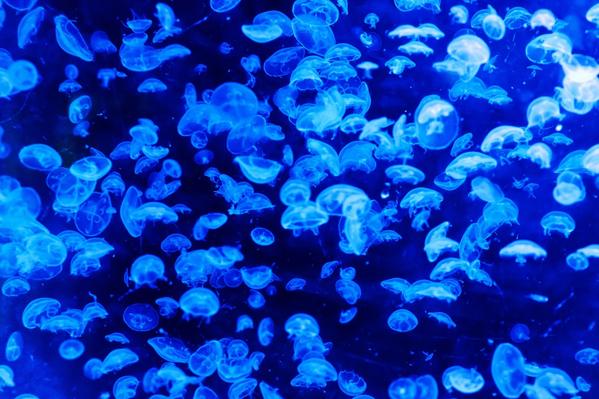 most popular Jellyfish Wallpaper
