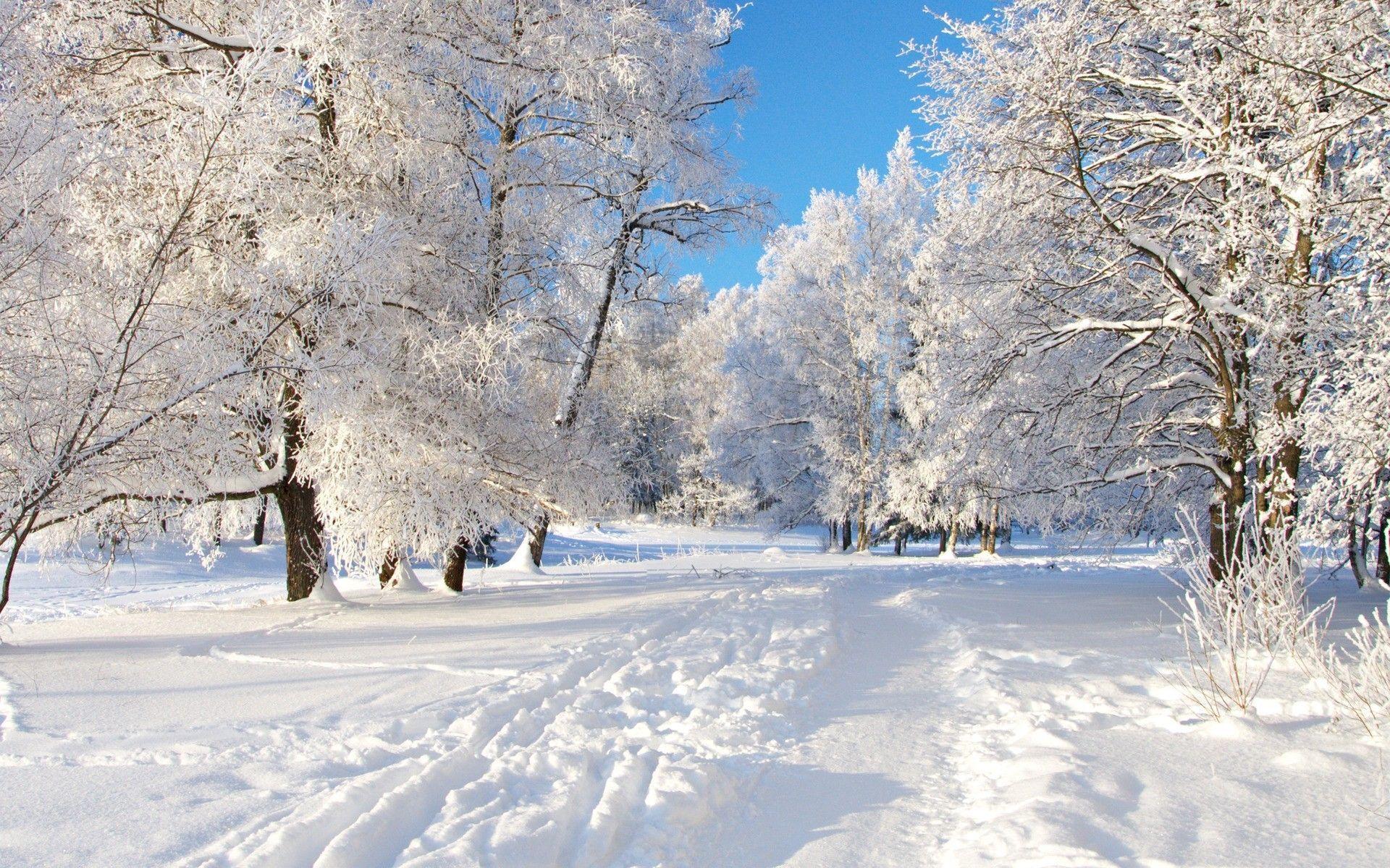 white tree HD Winter Wallpaper