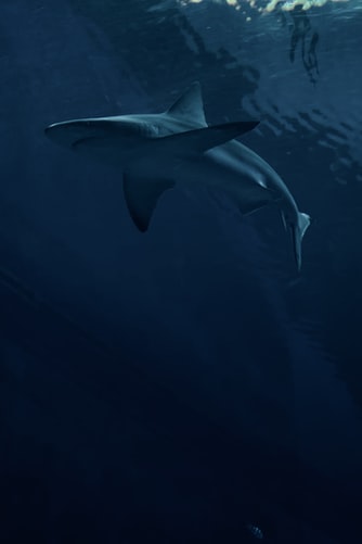 widescreen HD Shark image
