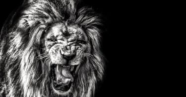 awesome Roaring Lion Wallpaper