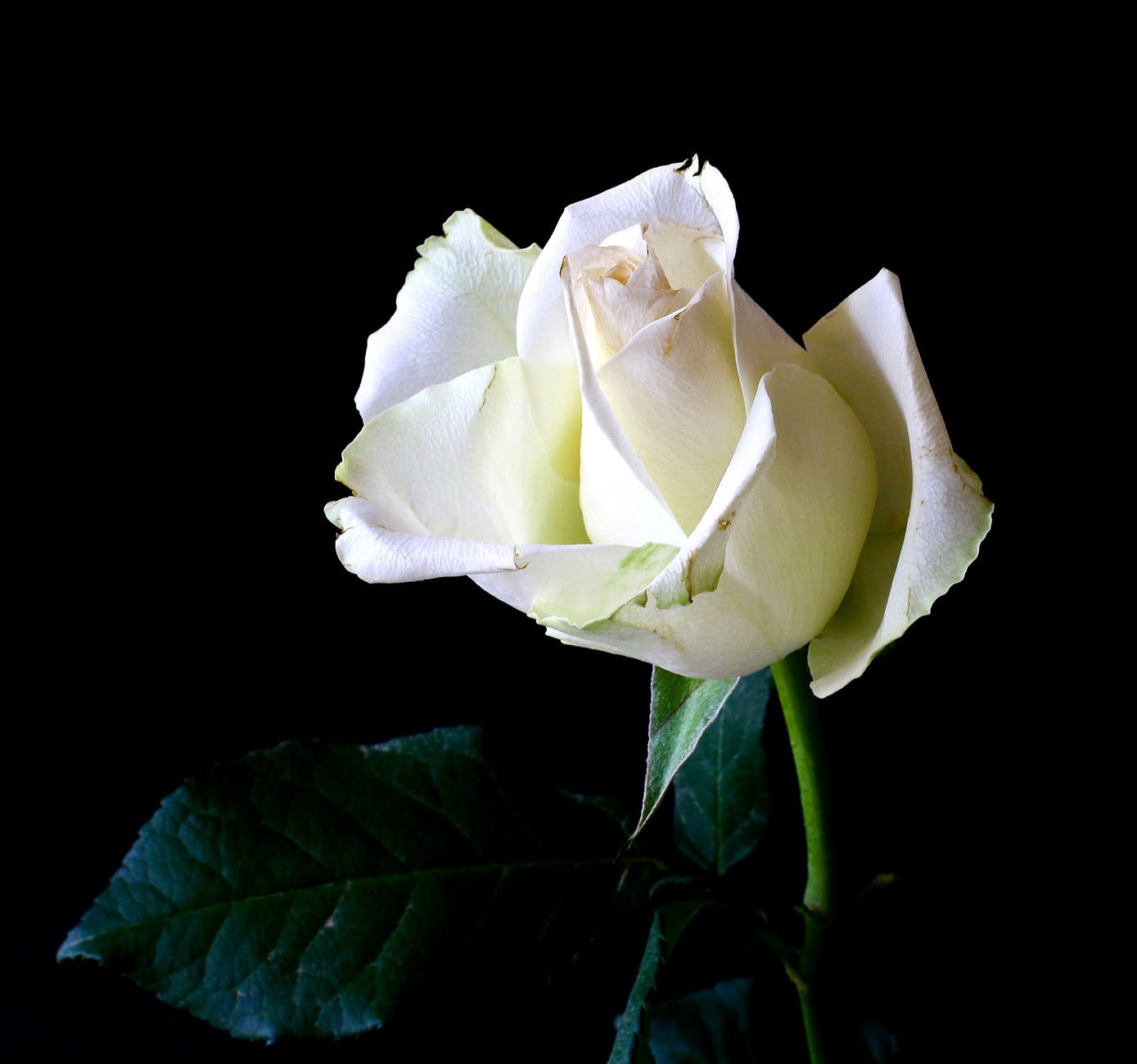 awesome White Rose Wallpaper