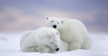 beautiful Polar Bear Wallpaper