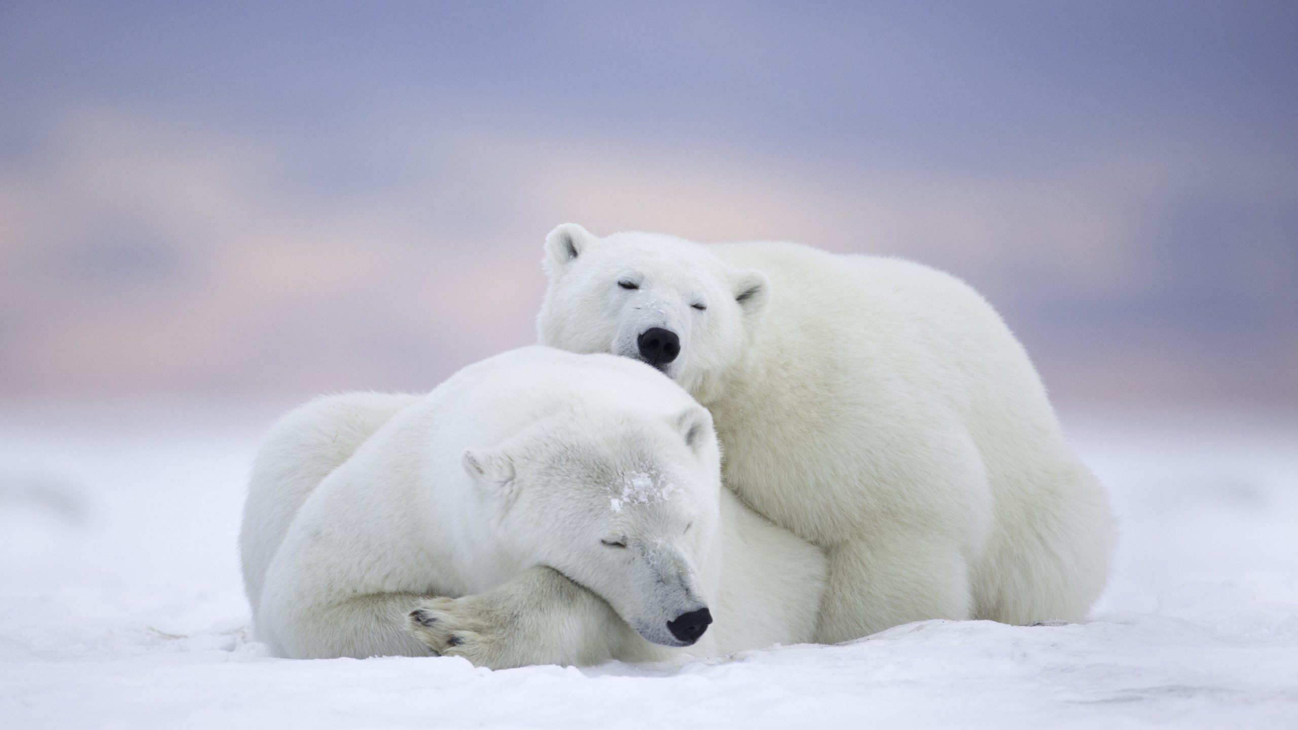 beautiful Polar Bear Wallpaper