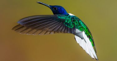 so nice Hummingbird Wallpaper